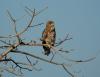 Short beak Snake Eagle at GIR Forest